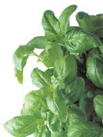 Basil