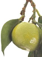 Chinotto